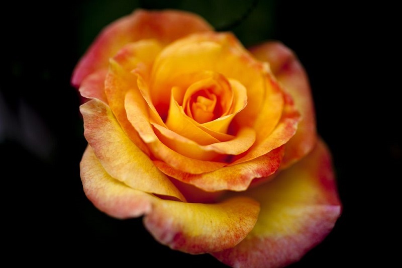 ความหมายของดอกกุหลาบแต่ละสี, ความหมายของดอกกุหลาบ